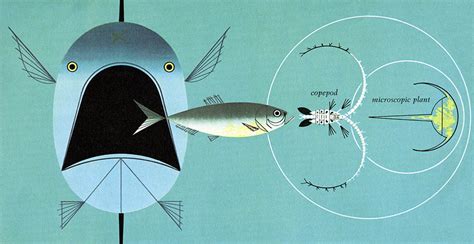 Golden Book Of Biology The Charley Harper Gallery