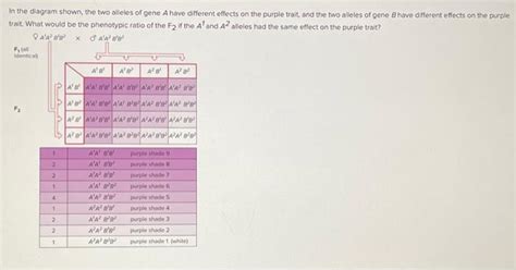 Solved In the diagram shown, the two alleles of gene A have | Chegg.com