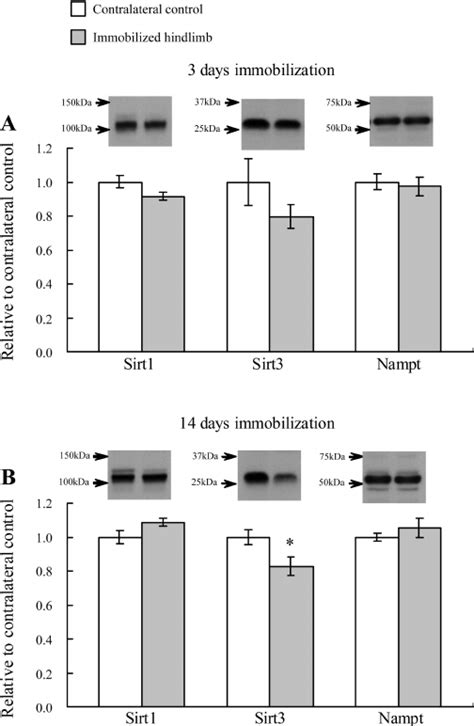 Effects Of Days A And Days B Of Hindlimb Immobilization On