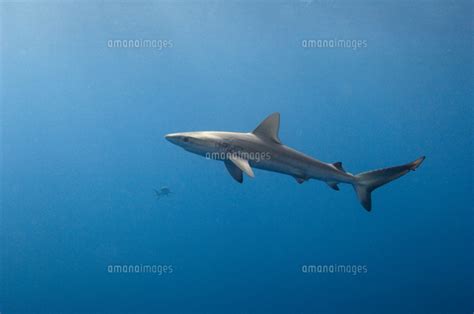 Galapagos Shark Carcharhinus Galapagensis Off Of