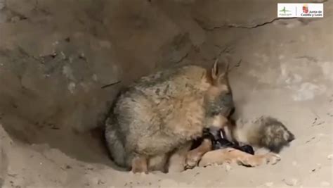 Wolf Gives Birth To Three Cubs Before Cutting Umbilical Cord And Eating