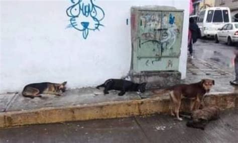 La Jornada Denuncian Presunto Envenenamiento Masivo De Perros En Edomex