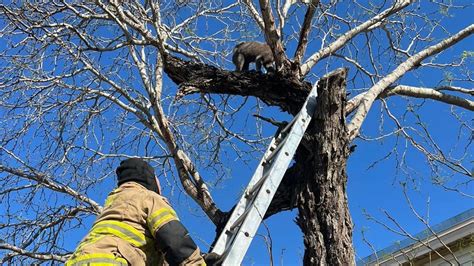 Annaville Fire Department Rescues Cat Stuck In Tree Kiiitv In