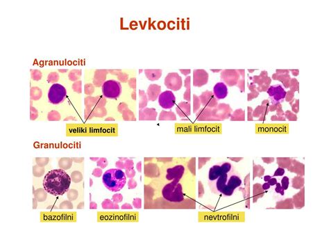 PPT - Levkociti PowerPoint Presentation, free download - ID:5799932