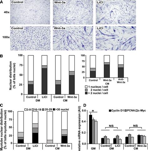 Wnt 3a Or LiCl Promote Myoblast Fusion During Differentiation C2C12