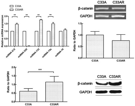 Differential Expression Of Mirnas And Catenin In Radioresistant