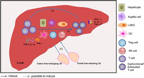 Frontiers Liver Mediated Adaptive Immune Tolerance