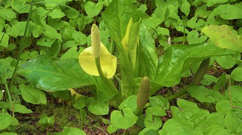 Western Skunk Cabbage Lysichiton Americanus In A Red Alder Grove