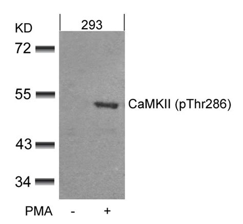 CaMKII Phospho Thr286 Antibody SAB Signalway Antibody