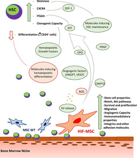 Schematic Representation Of The Potential Mechanisms By Which Hif