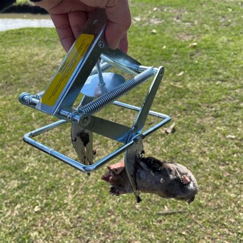 Mole Traps