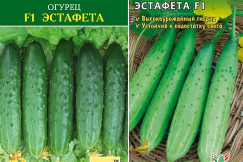 Огурцы Эстафета Фото — Mixyfotos.ru