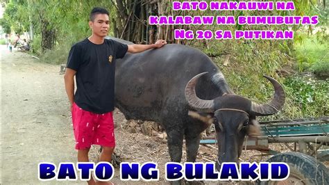 Bato Nakauwi Na Ang Kalabaw Na Bumubutas Ng Sa Putikan Buhay Bukid