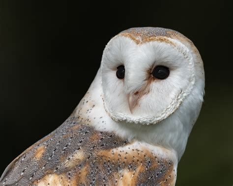 Barn Owl Eyes Close Up