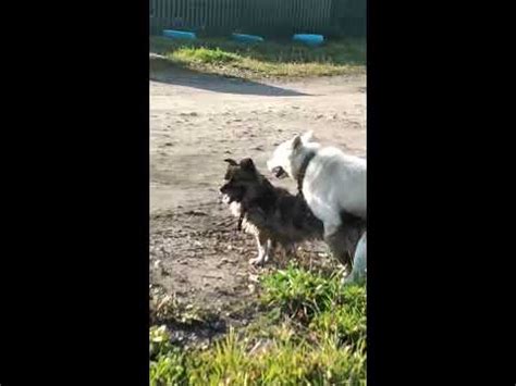 Секс собак - YouTube