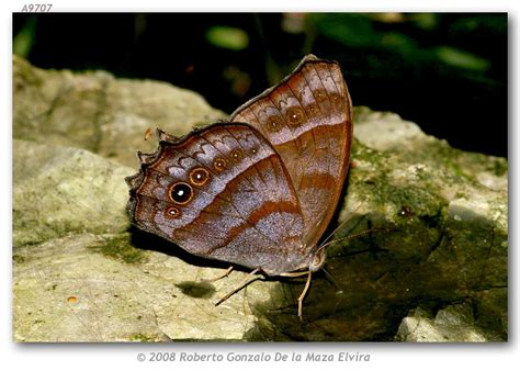 Taygetis thamyra (live adults)