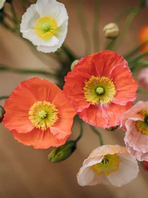 Growing Poppies From Seed Indoors Beginner S Guide Growhappierplants