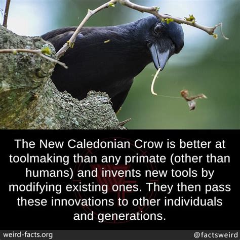 Weird Facts Crow Facts Animal Facts Crow