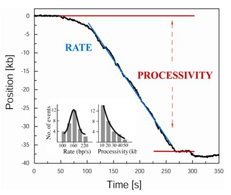 Direct Observation of Enzymes Replicating DNA Using a Single-molecule ... 