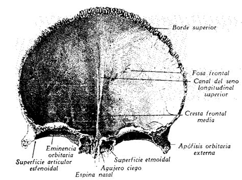 Frontal (Vista Posterior) Diagram | Quizlet