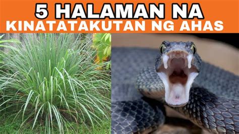 5 HALAMAN NA KINATATAKUTAN NG AHAS YouTube