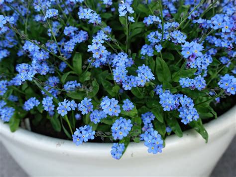 Myosotis Makes A Great Filler Plant For Pots Of Spring Bulbs Says