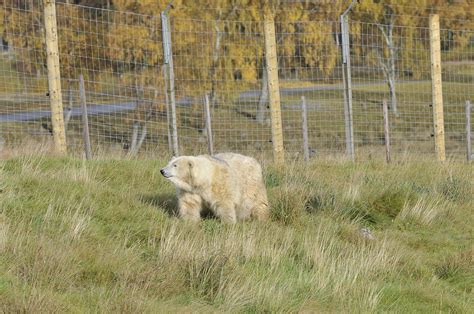 Captive polar bears: Highland Wildlife Park, Kincraig, Scotland, UK ...