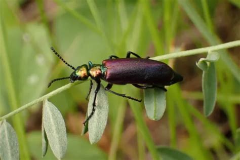 25 Purple Beetles in Nature: Exception in the Animal Kingdom in 2024 (Updated)