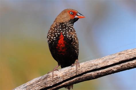 Painted Finches near Alice Springs — Hawkesbury Finch Club