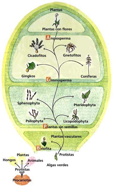 Taxonomía Vegetal Taxonomia De Plantas Notas De Biología Ciencias De La Naturaleza