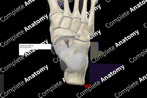 Navicular Bone Complete Anatomy