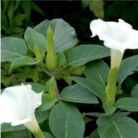 Datura metel - Women's Christian College, Chennai
