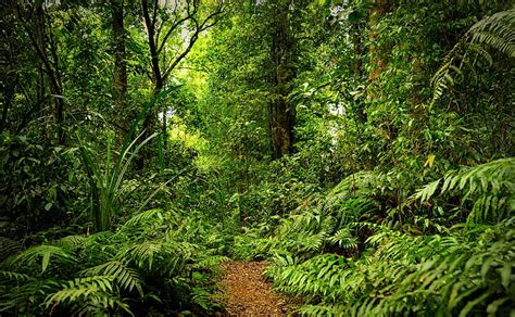 Rainforest Ultra Nature Forests Trees Asia Forest Indonesia