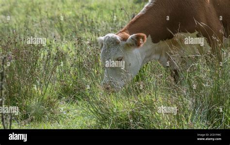 Field 169 Format Hereford Cattle Grazing In Pasture For Uk Livestock