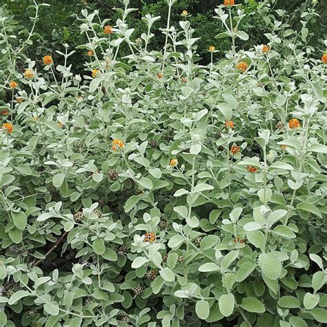 Woolly Butterfly Bush Garden Style San Antonio