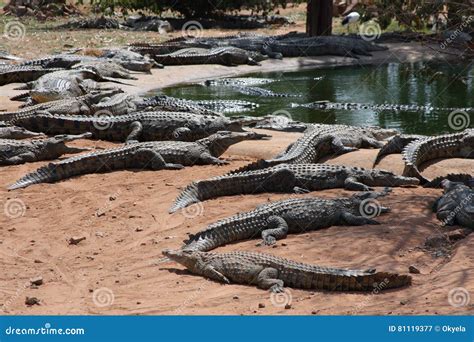 African Crocodiles Have Water In The Floodplain Of The Zambezi Stock