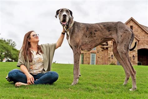 The World's Tallest Living Dog Is a Great Dane Who Eats 12 Cups of Food ...