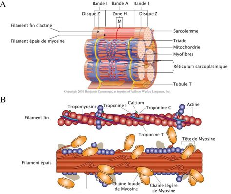 Sarcomère et contraction musculaire A. Les sarcomères sont les unités... | Download Scientific ...