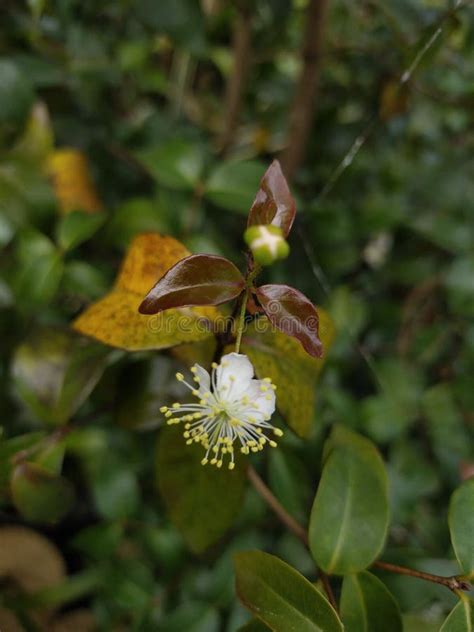 Plant Flower Myrtus Taken In The Afternoon Stock Image Image Of