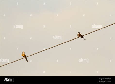 Single Western Kingbird Tyrannus Verticalis And Eastern Kingbird