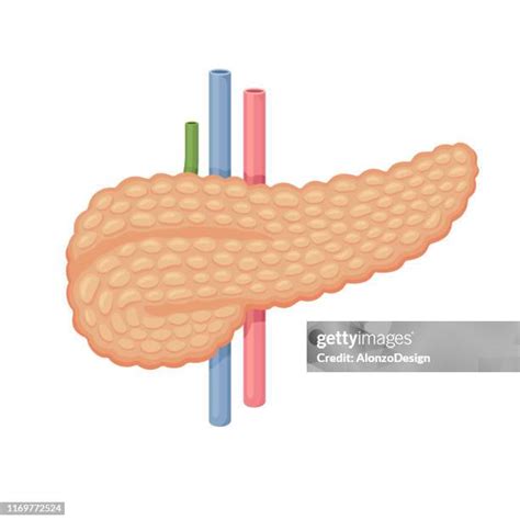 Parts Of The Pancreas Photos And Premium High Res Pictures Getty Images