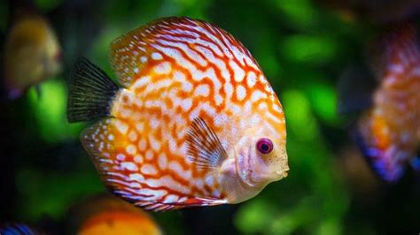 insang ikan pengertian   kerjanya tribunjogjacom