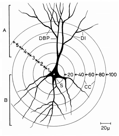 Diagram Showing A Hippocampal Ca3 Neuron And The Scheme Of Dendritic