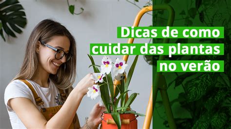 Dicas de como cuidar das plantas no verão Árvore Generosa