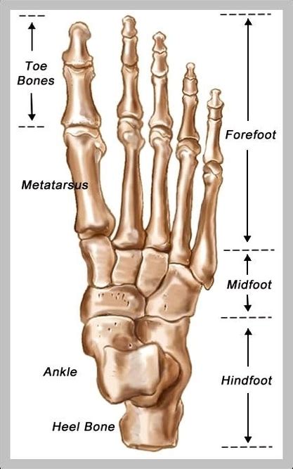 Skeletal System Foot