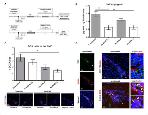 Post Stroke Svz Neurogenesis And Angiogenin Expression A Timeline