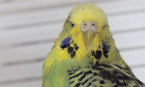 Breeding English Budgies? LEARN NOW!