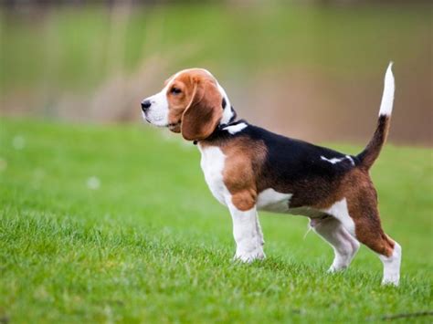 Cómo educar a un cachorro beagle para ir al baño Beagle Spain Tu