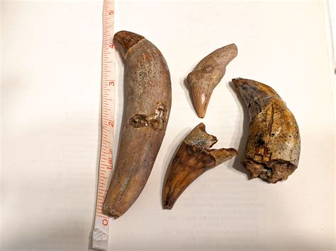 Fossil Allodesmus teeth from Sharktooth Hill, California : fossils