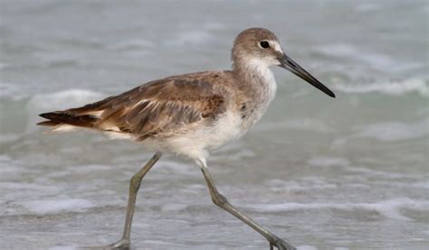 Manx Shearwater Bird - Facts, Information & Habitat